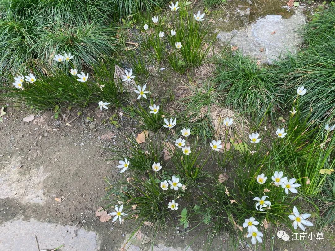 Understanding The Herb Zephyranthes Candidus