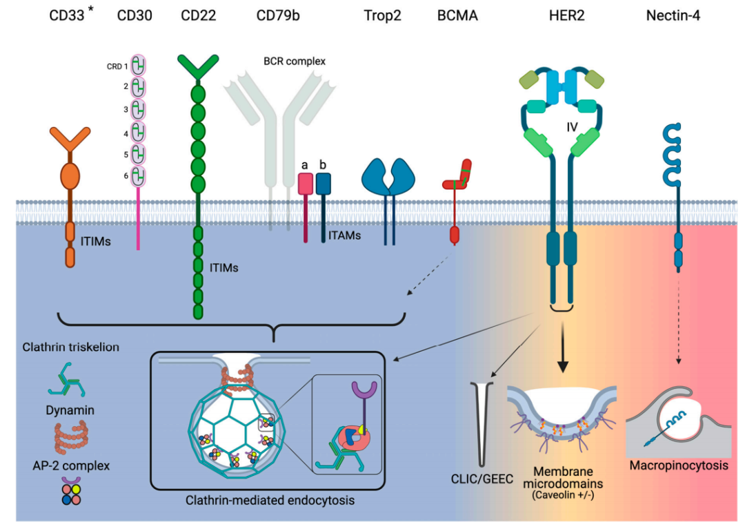 Endocytosis Mechanism of ADC Drugs