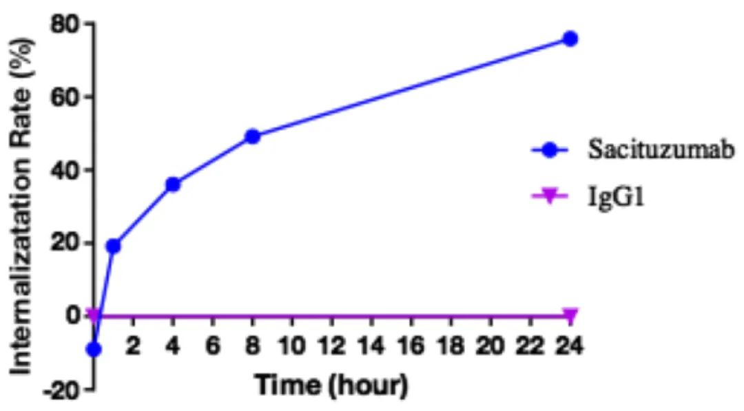 Innovative Delivery: Comprehensive Analysis of 'Magic Bullet' ADC Drug Screening