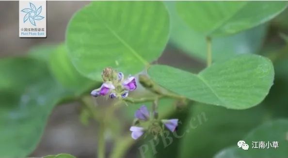 Overview of Desmodium Styracifolium (Broad Moneywort)