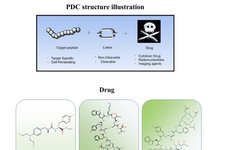 Another Domain of Drug Conjugation: PDC