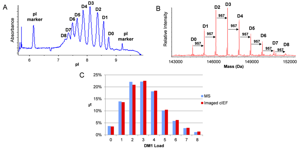 Characterization Techniques for Antibody Drug Conjugates (ADCs)
