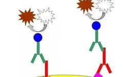 Differences Between IHC and ICC: 57 Clinical Immunohistochemistry Indicators
