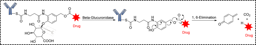 In-Depth Analysis of Antibody-Drug Conjugates (ADC) - Part 3
