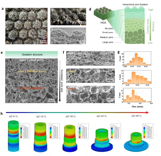 Bioinspired Strategies for High-Sensitivity Pressure Sensors