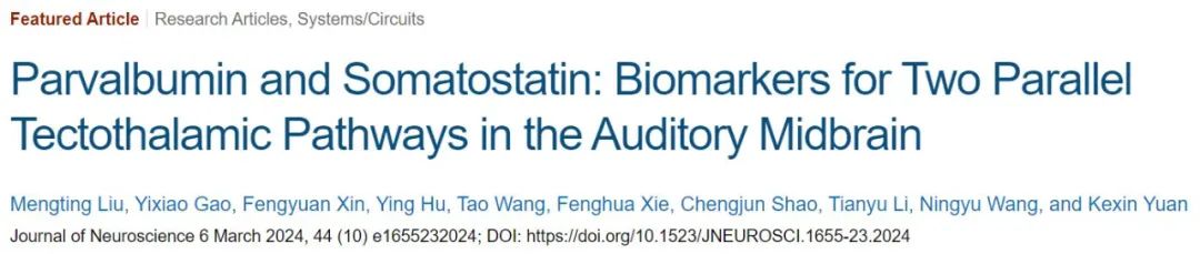 Challenging Traditional Views: Tsinghua Team Redefines Auditory Pathways