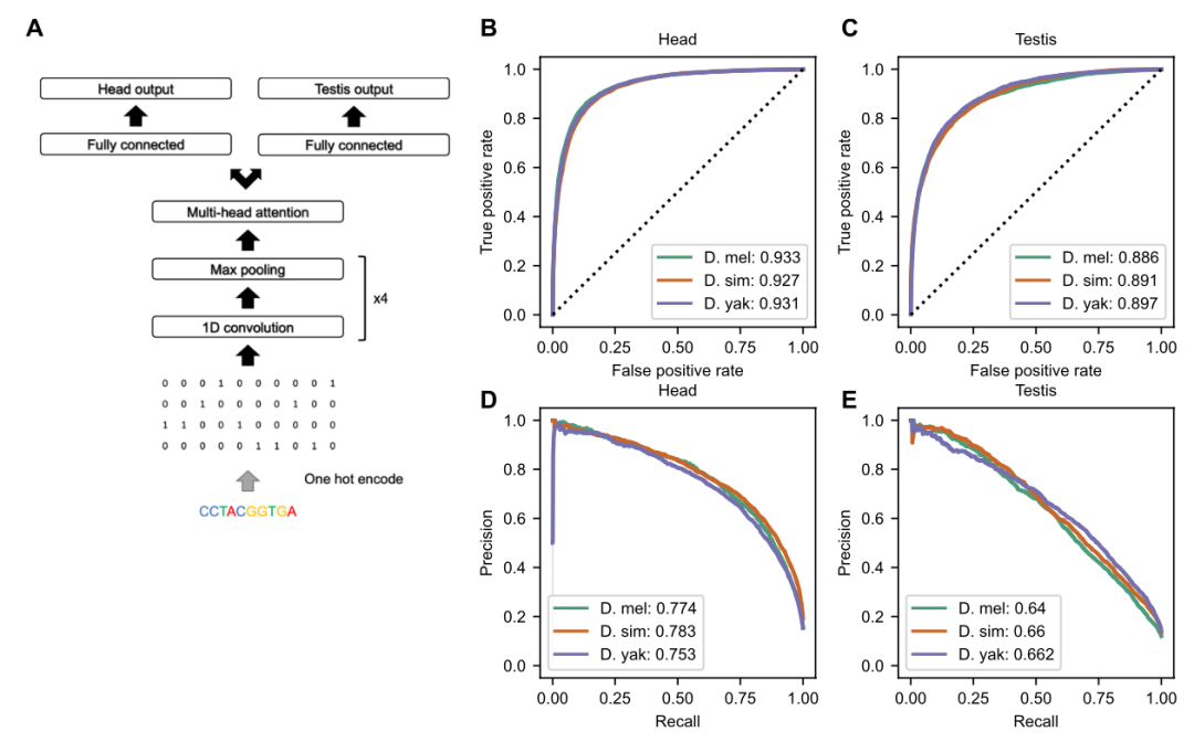 Predicting Chromatin Accessibility in Drosophila Using CNN and Multi-Head Attention