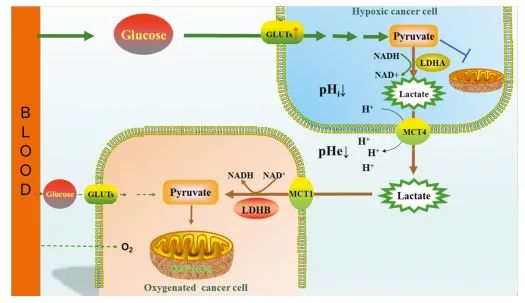 Role of Lactate Dehydrogenase in Tumor Metabolism and Development of Antitumor Drugs Targeting It