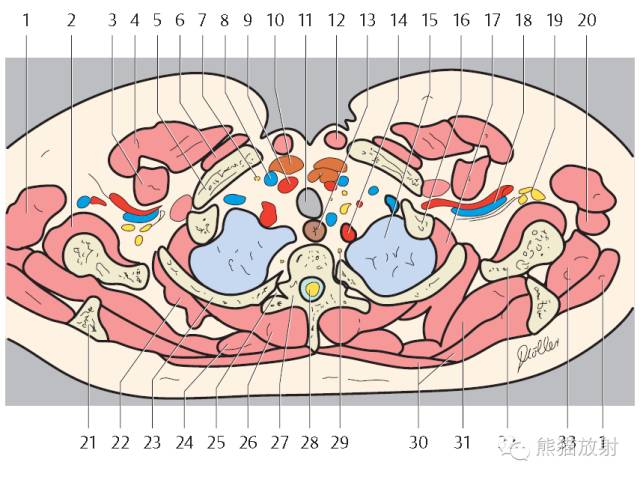 Chest Anatomy | Chest CT Cross-Sectional Anatomy