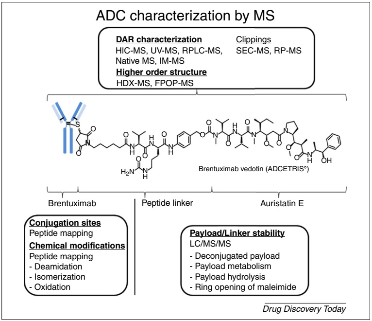 Comprehensive Interpretation of Antibody-Drug Conjugates (ADC)