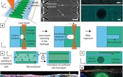 Bioprinting of Vascularized Tissues: A Comprehensive Review
