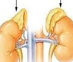Human Anatomy: Adrenal Glands
