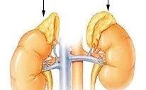 Human Anatomy: Adrenal Glands