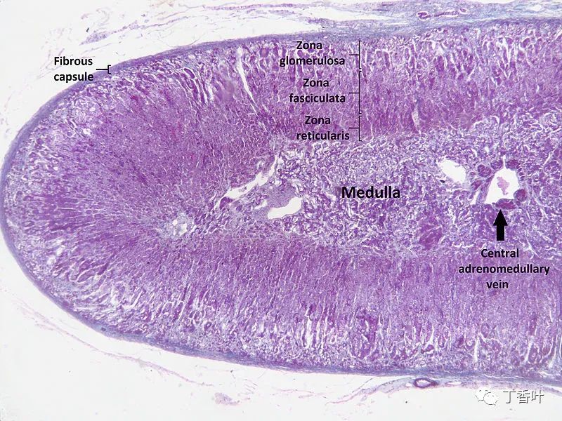 Human Anatomy: Adrenal Glands