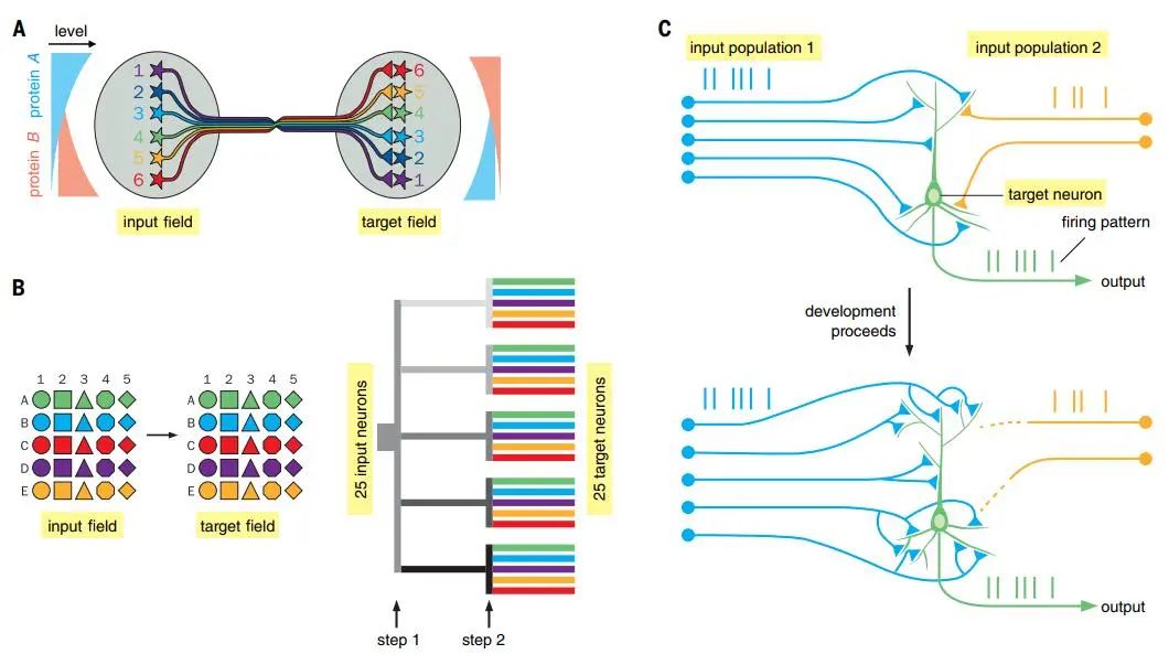 A Comprehensive Review of Neuronal Circuit Architectures