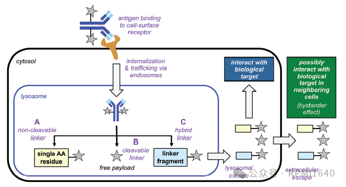 From ADC to DAC: Tackling the 'Undruggable' Lifeline? (Data Updated to AACR 2025)