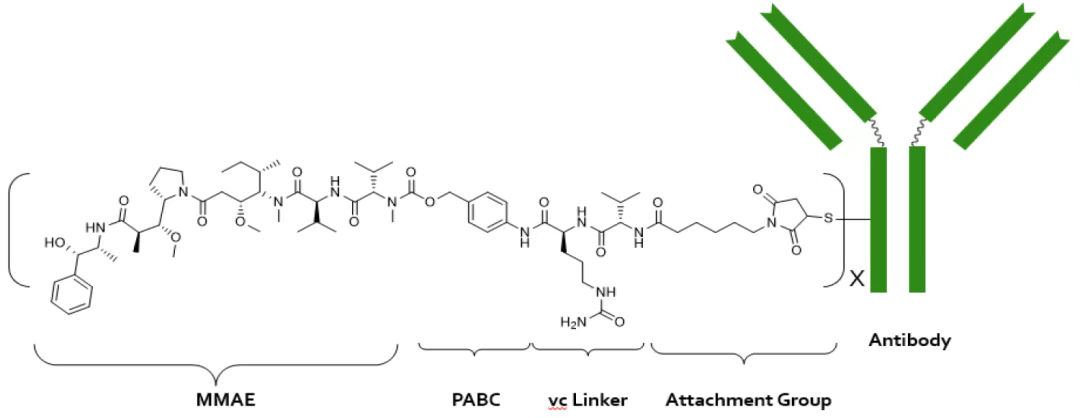 Comprehensive Overview of Lepu Biopharma's ADC Drugs