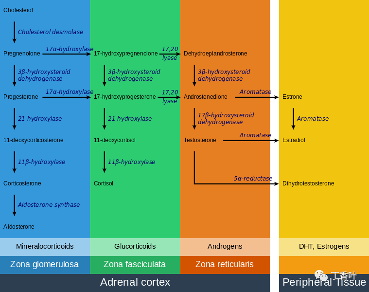 Human Anatomy: Adrenal Glands
