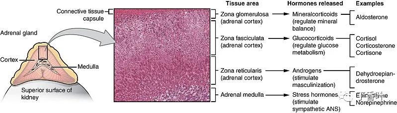 Human Anatomy: Adrenal Glands
