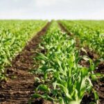 NB-IoT Applications: Making Agriculture Less Dependent on Weather