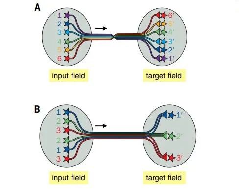 A Comprehensive Review of Neuronal Circuit Architectures