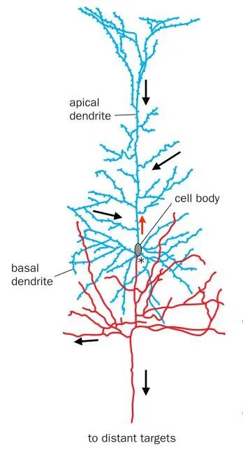 A Comprehensive Review of Neuronal Circuit Architectures