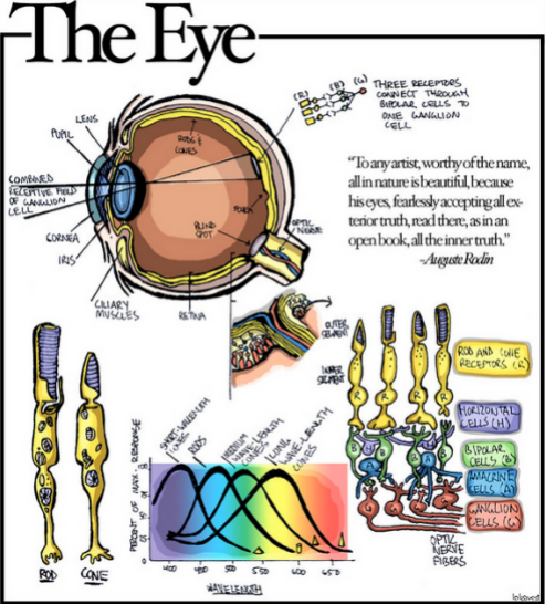 Sensory Physics 101 | Visual Perception or Vision