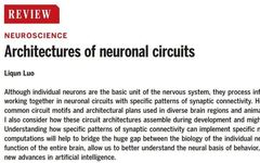 A Comprehensive Review of Neuronal Circuit Architectures