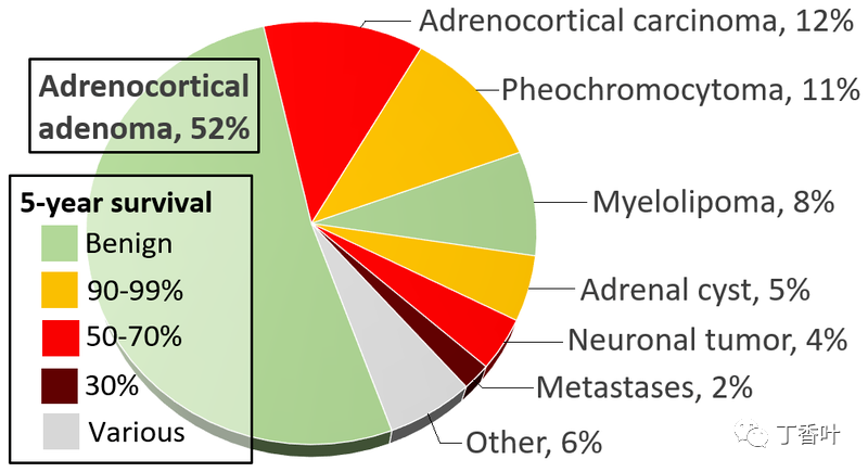 Human Anatomy: Adrenal Glands