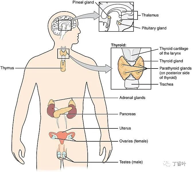 Human Anatomy: Adrenal Glands