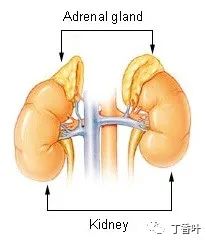 Human Anatomy: Adrenal Glands