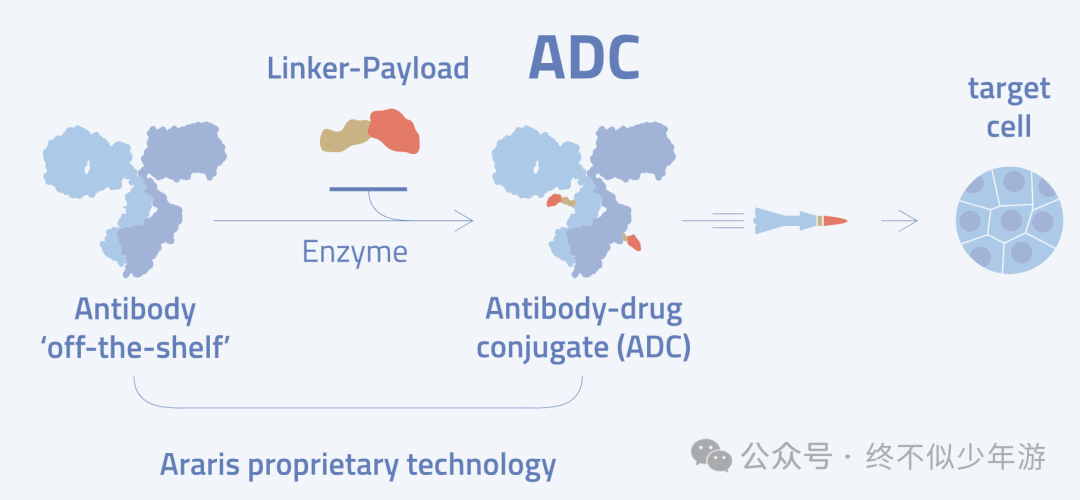 Summary of Dual Payload ADCs at AACR