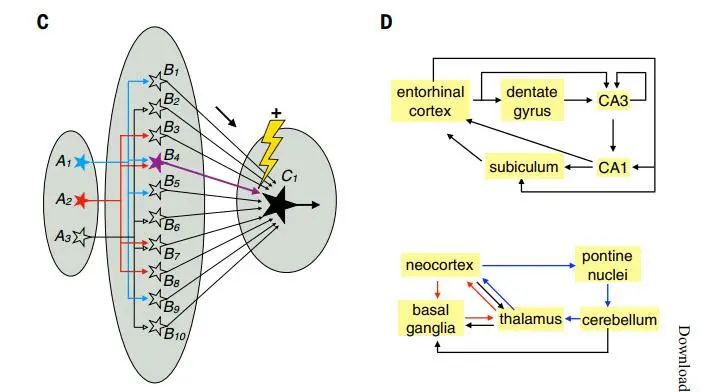A Comprehensive Review of Neuronal Circuit Architectures
