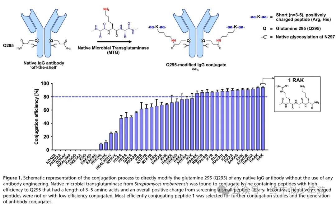 Summary of Dual Payload ADCs at AACR