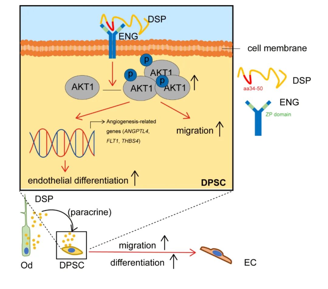 JBC | Dentin Sialophosphoprotein (DSP) Acts as an Angiogenic Factor through Endoglin