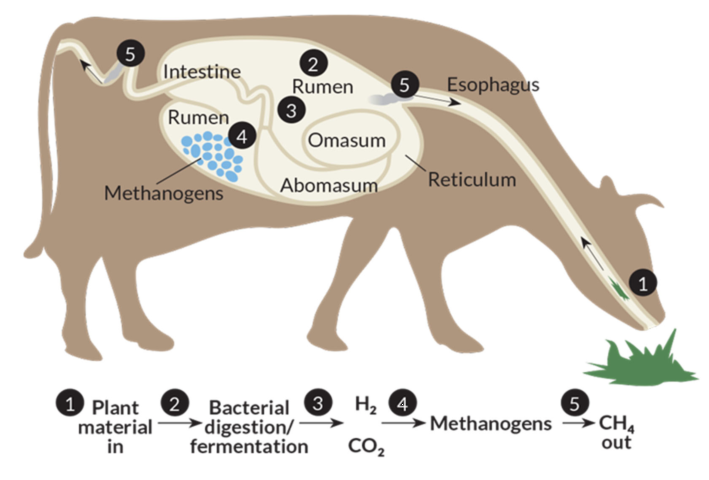 Unexpectedly, 'Farts' Are the Best New Energy Source!