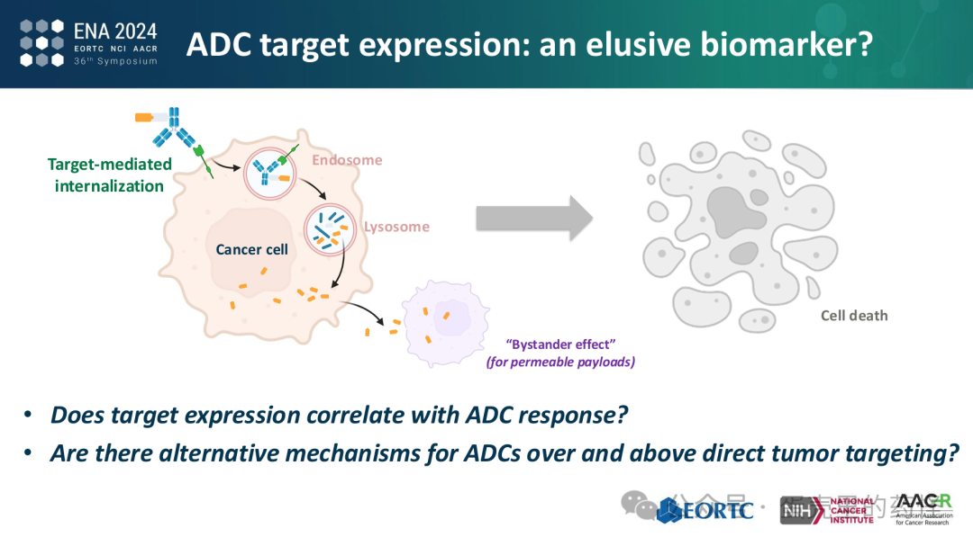 Beyond ADC Target Expression: Understanding ADC Characteristics and Pharmacology