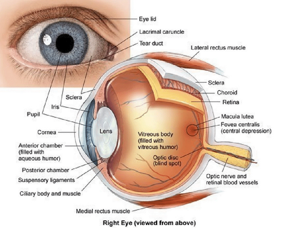 Sensory Physics 101 | Visual Perception or Vision
