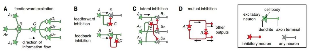 A Comprehensive Review of Neuronal Circuit Architectures