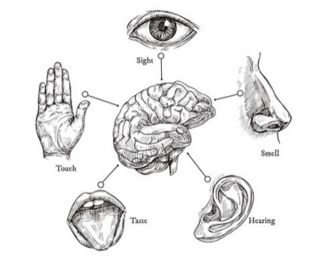Sensory Physics 101 | Visual Perception or Vision