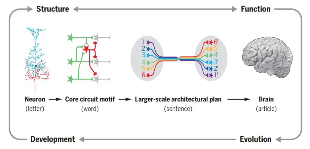 A Comprehensive Review of Neuronal Circuit Architectures