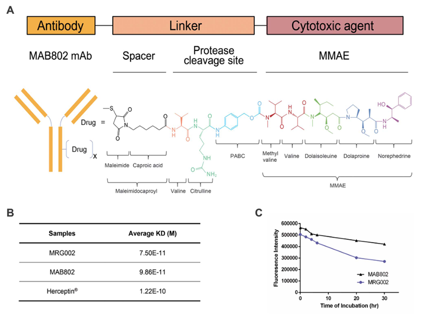 Comprehensive Overview of Lepu Biopharma's ADC Drugs