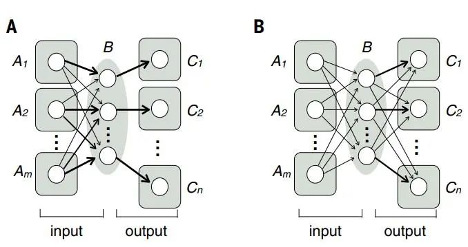 A Comprehensive Review of Neuronal Circuit Architectures