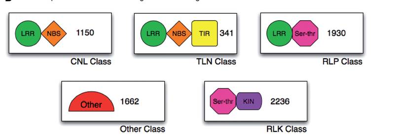 Introduction to the Plant Resistance Gene Database (PRGDB)