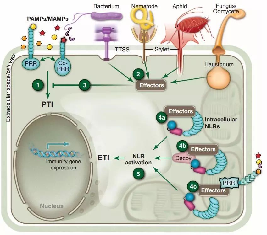 Introduction to the Plant Resistance Gene Database (PRGDB)