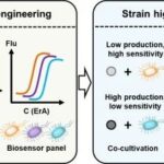 Progress in High-Throughput Screening Research Based on Small Molecule Sensors for Actinomycetes