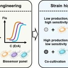 Progress in High-Throughput Screening Research Based on Small Molecule Sensors for Actinomycetes