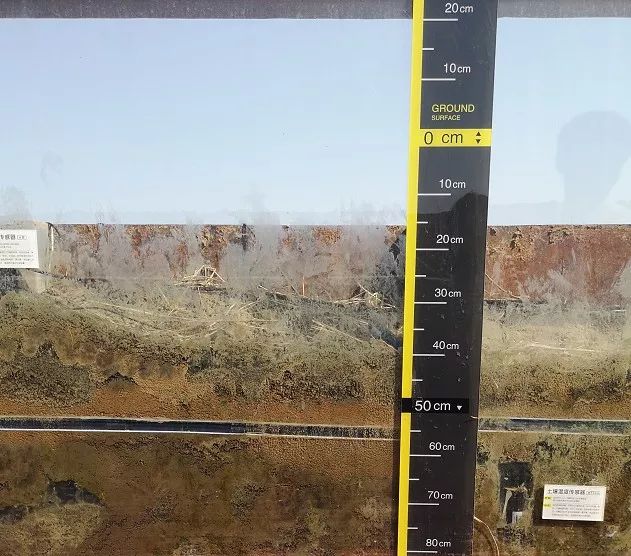 Can Smart Agriculture Help Achieve High Yields of Saline-Alkali Resistant Rice?