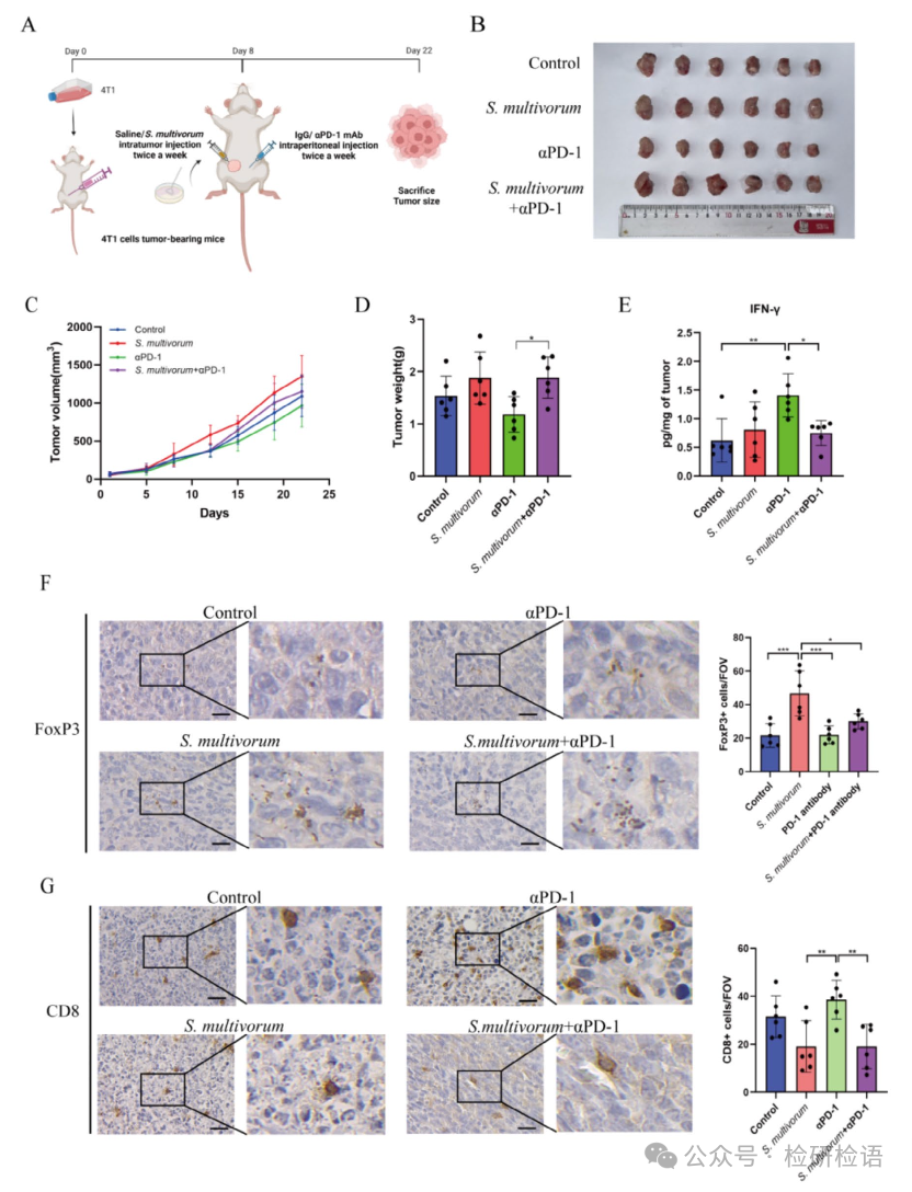Literature Sharing | S. multivorum in Tumors Promotes Progression of Triple-Negative Breast Cancer by Suppressing Tumor Immuno-surveillance