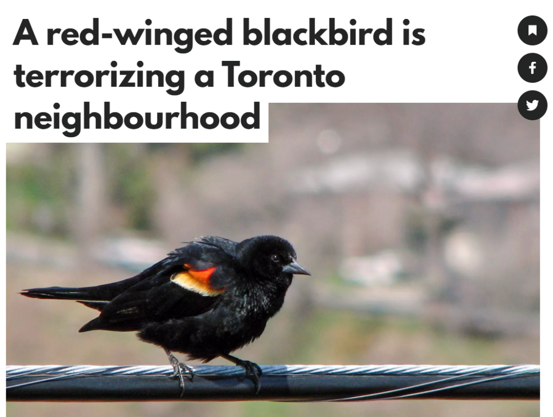 Real-Life Angry Birds on the Streets: Dave the Roadblock Harasses Passersby